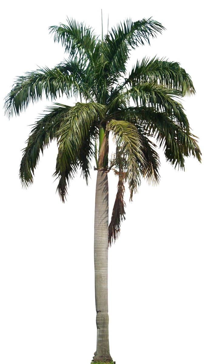 Coconut Tree Transparent PNG Image