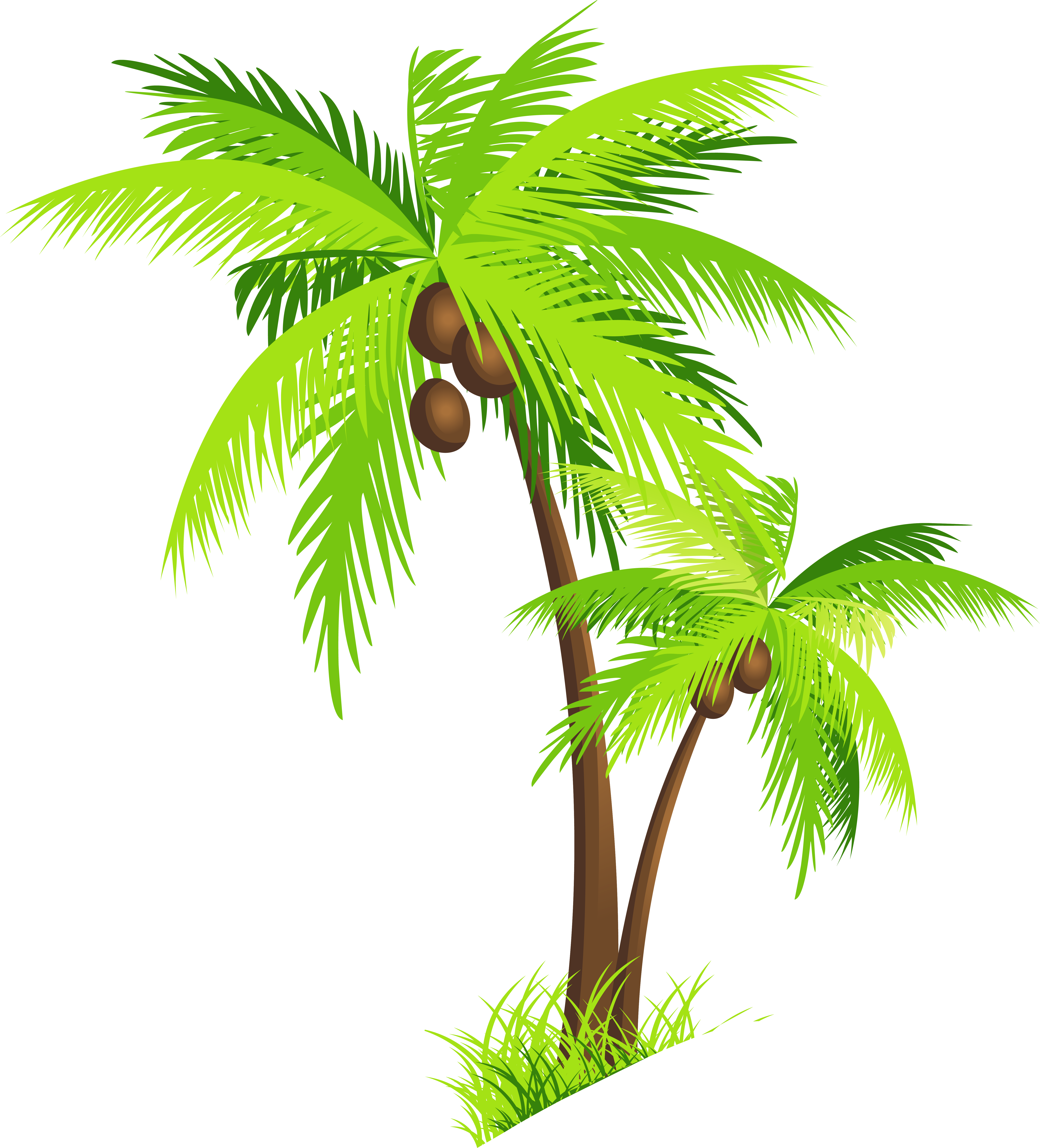 Coconut Tree Transparent PNG Image
