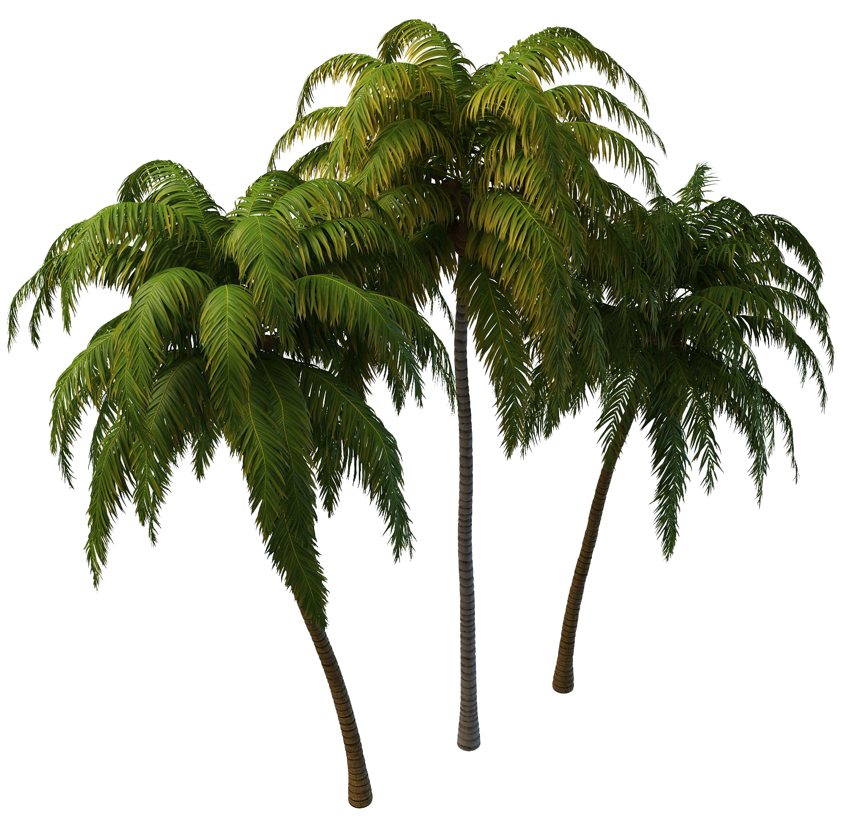 Coconut Tree Transparent PNG Image