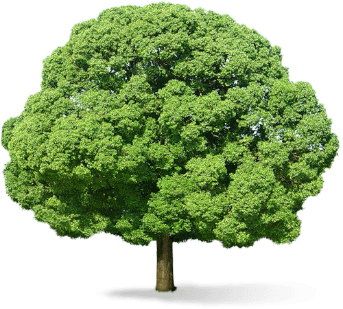 Tree Transparent PNG Image