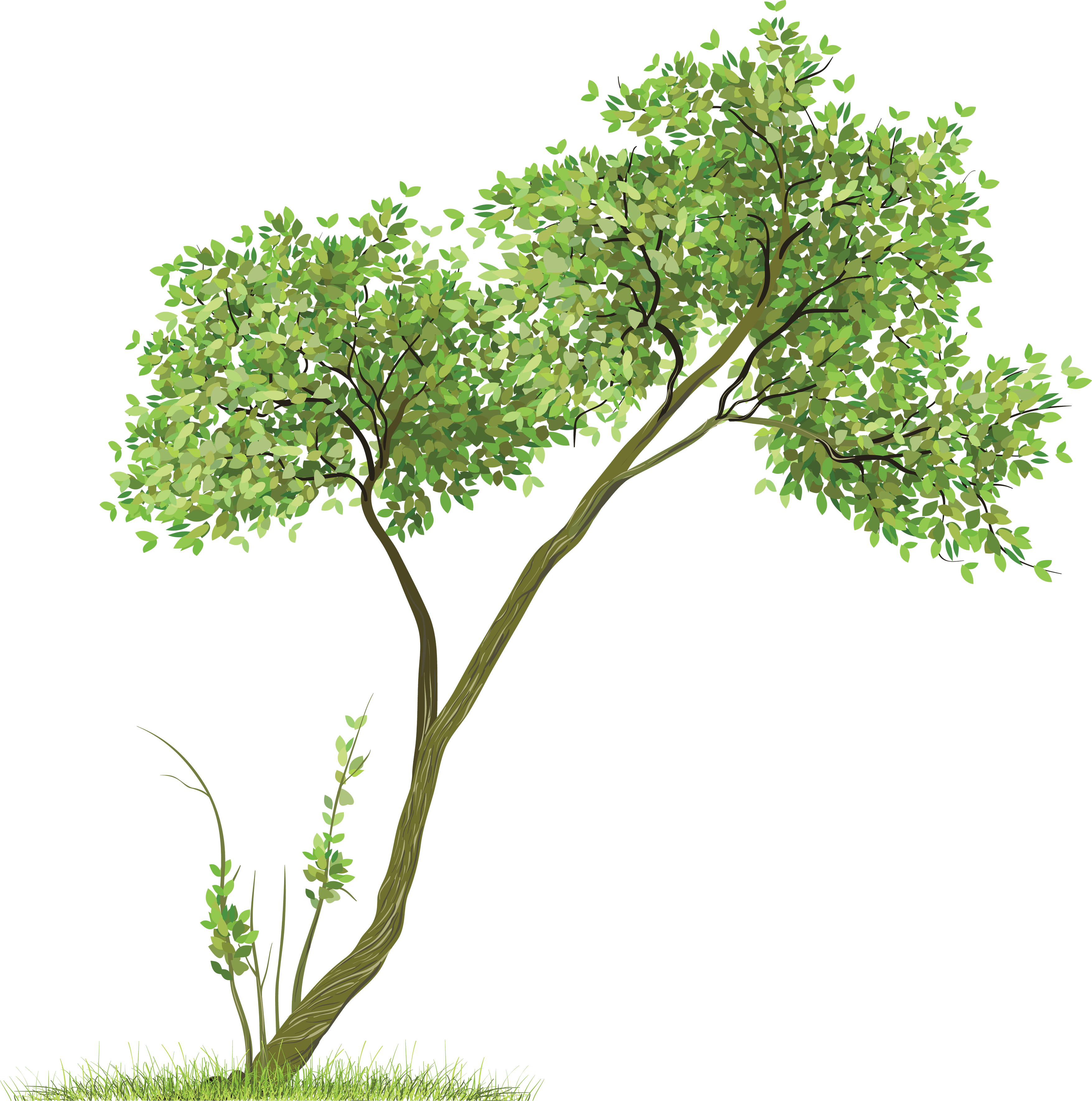 Tree Transparent PNG Image