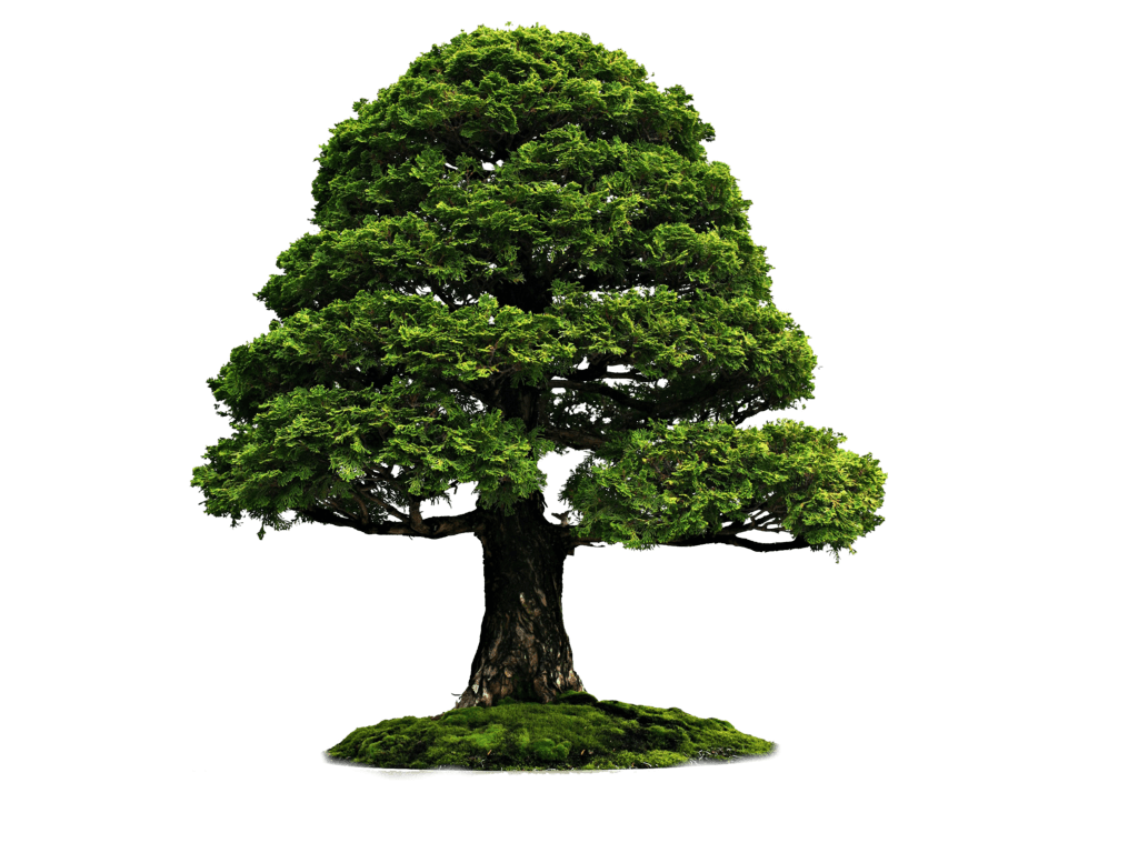 Tree Transparent PNG Image