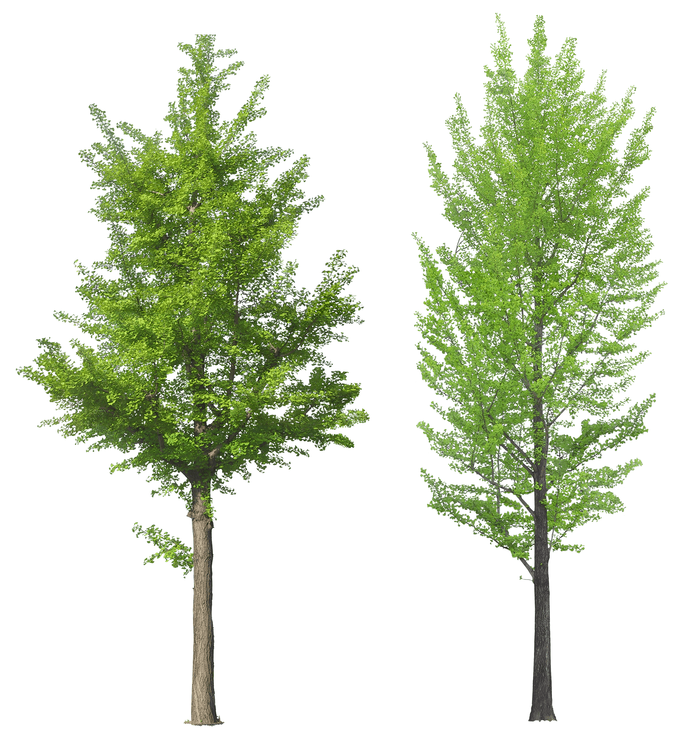Tree Transparent PNG Image