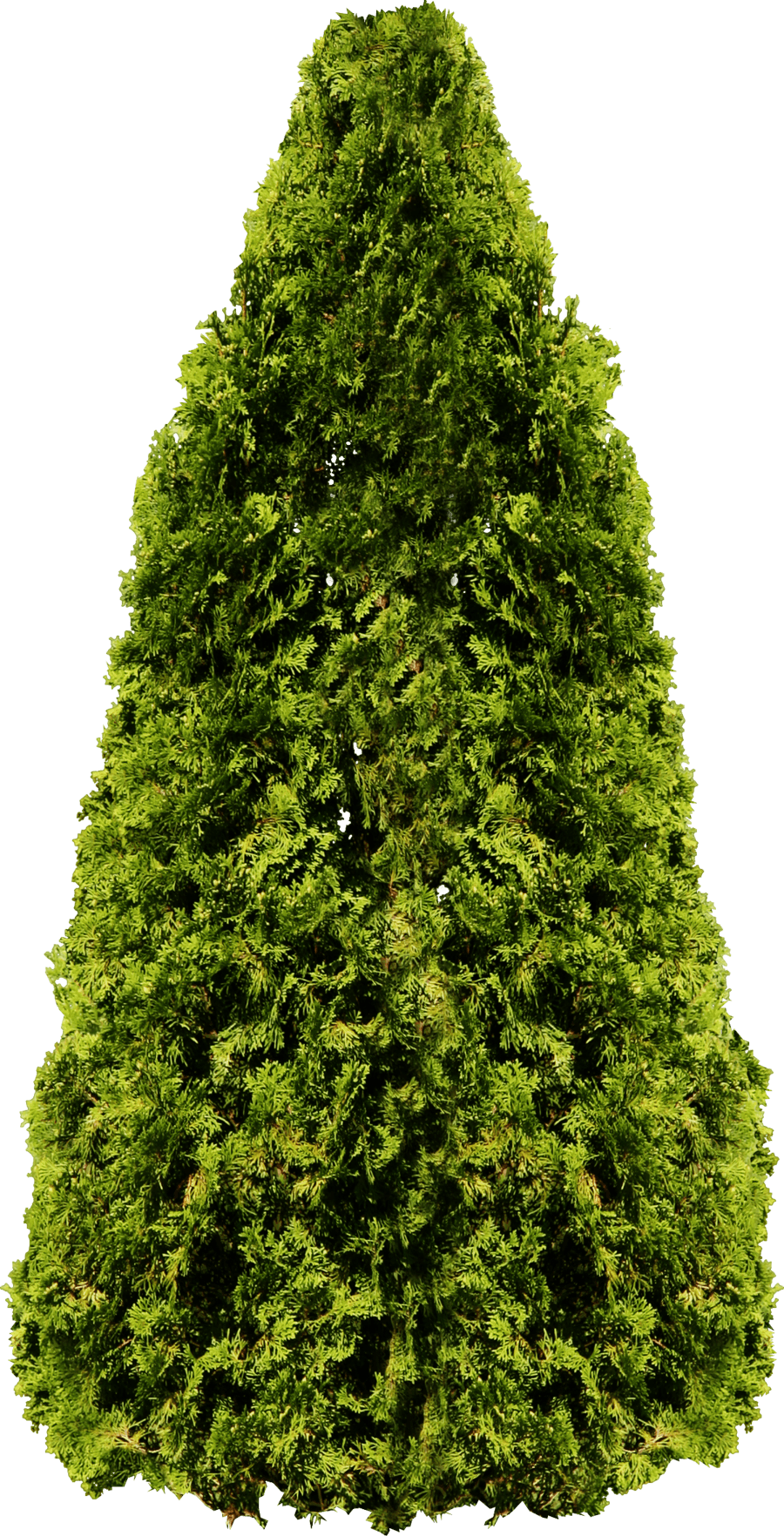 Tree Transparent PNG Image