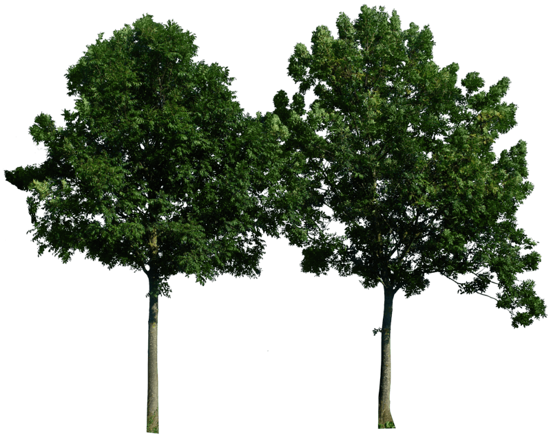Tree Transparent PNG Image