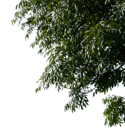 Tree Leaves Transparent PNG Image