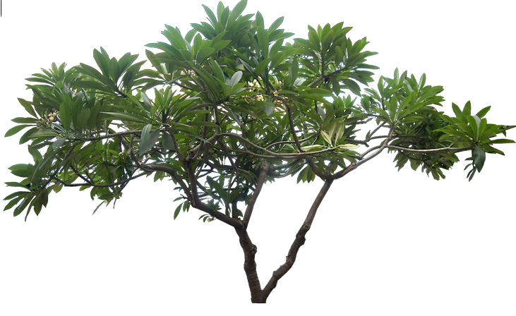 Jungle Tree Transparent PNG Image