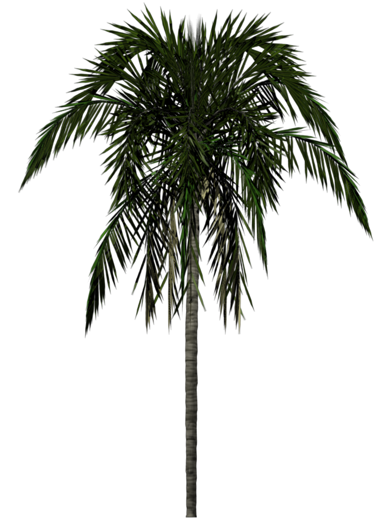 Jungle Tree Background Transparent PNG Image