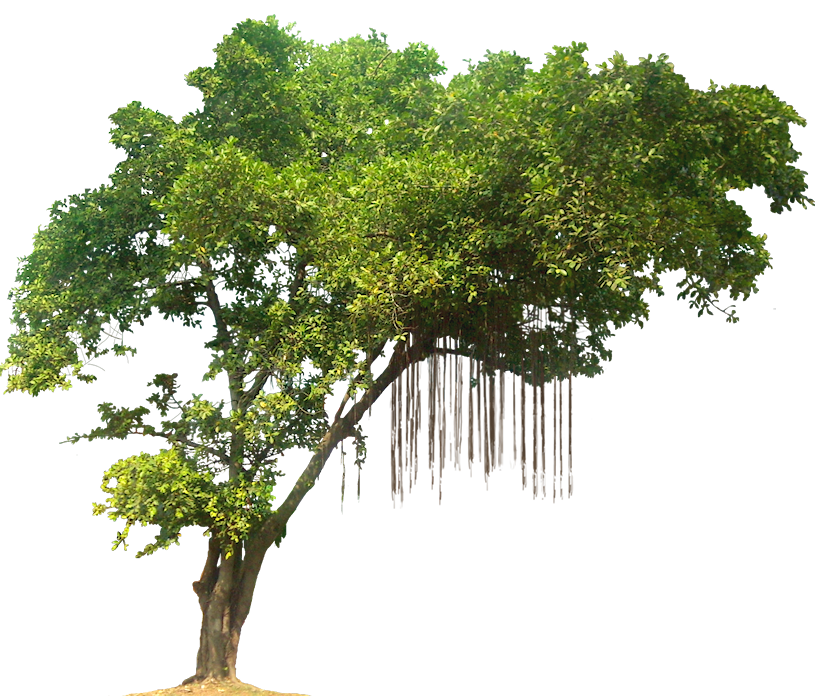 Jungle Tree Transparent PNG Image