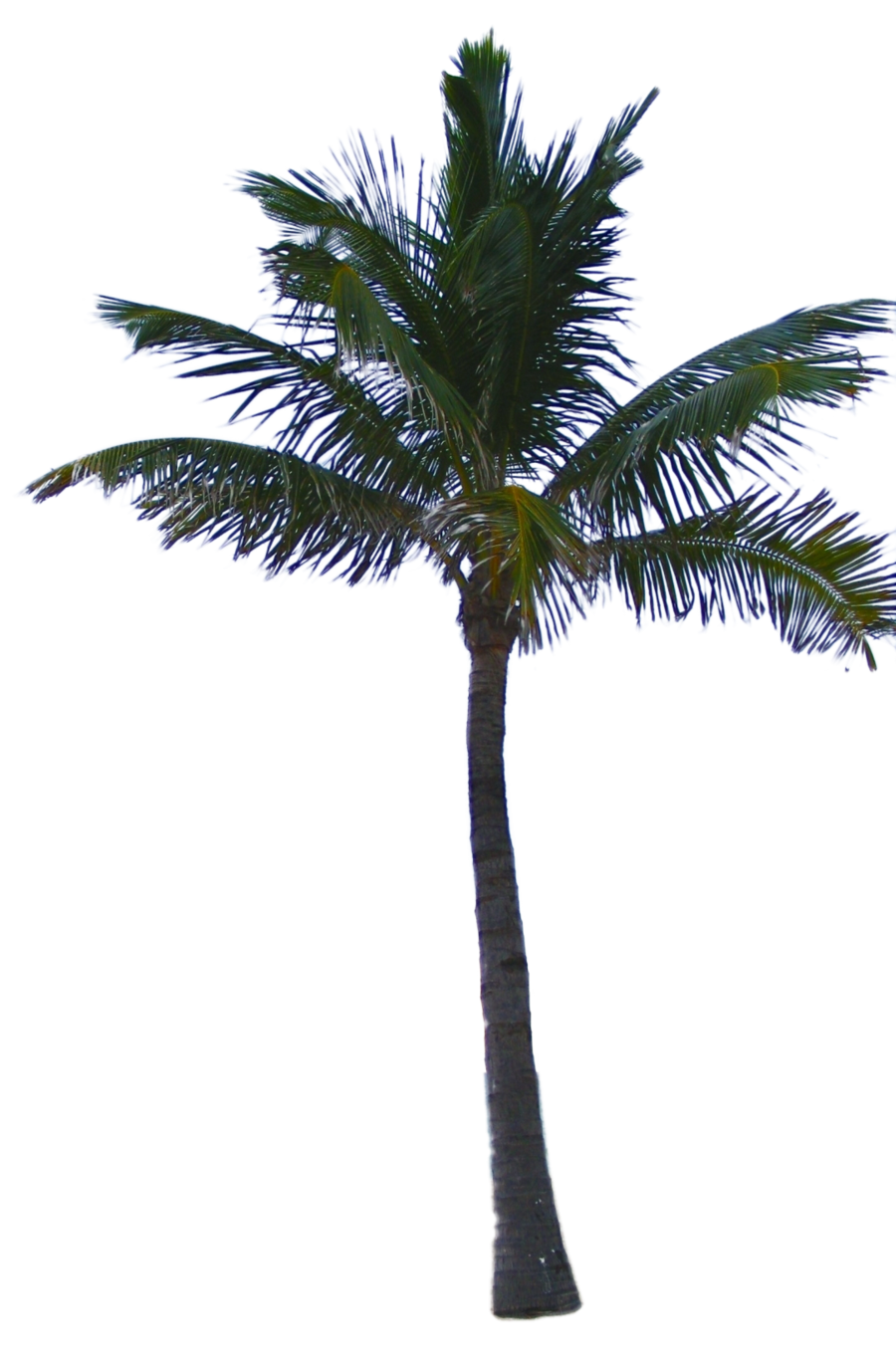 Jungle Tree Transparent PNG Image