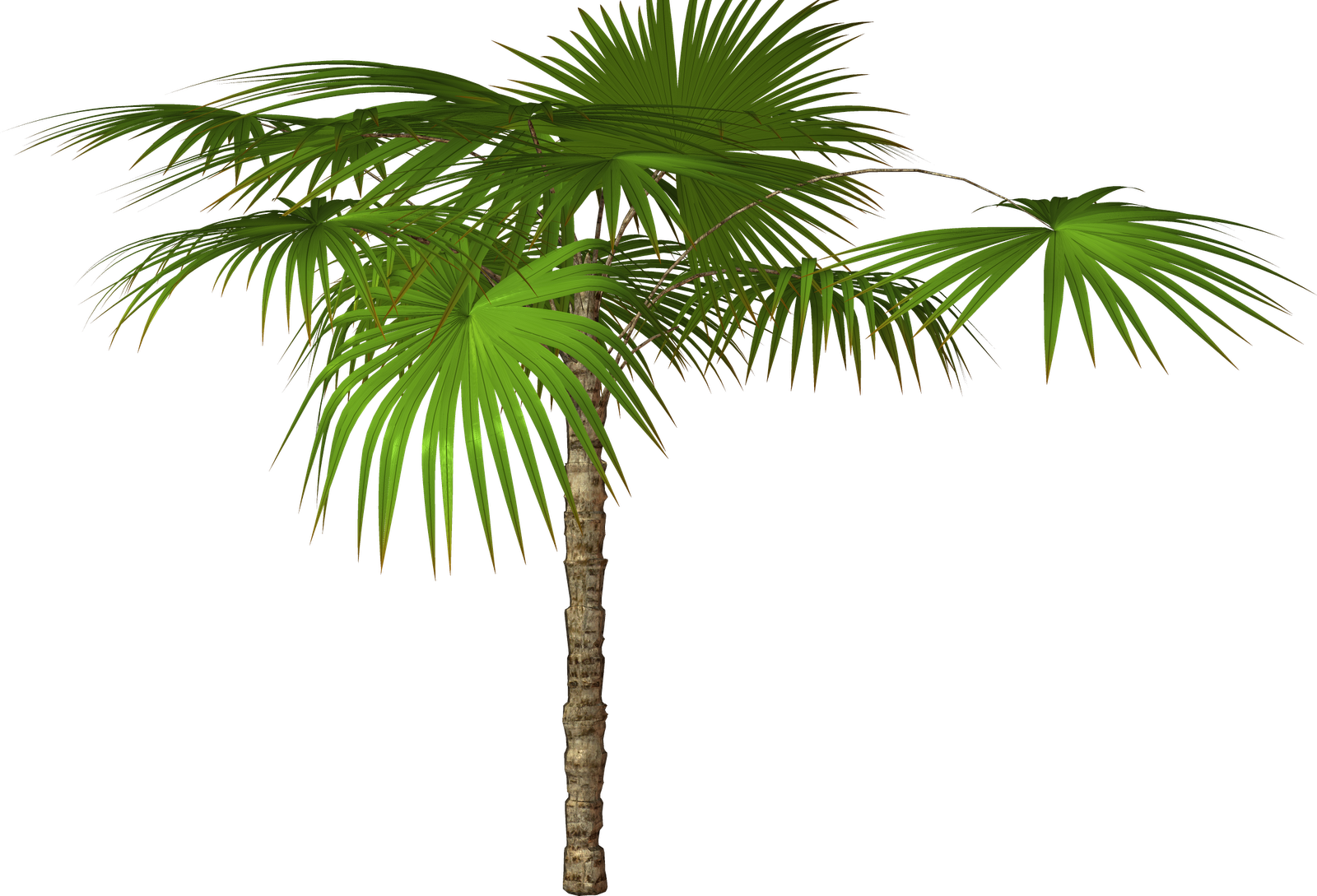 Jungle Tree Transparent PNG Image
