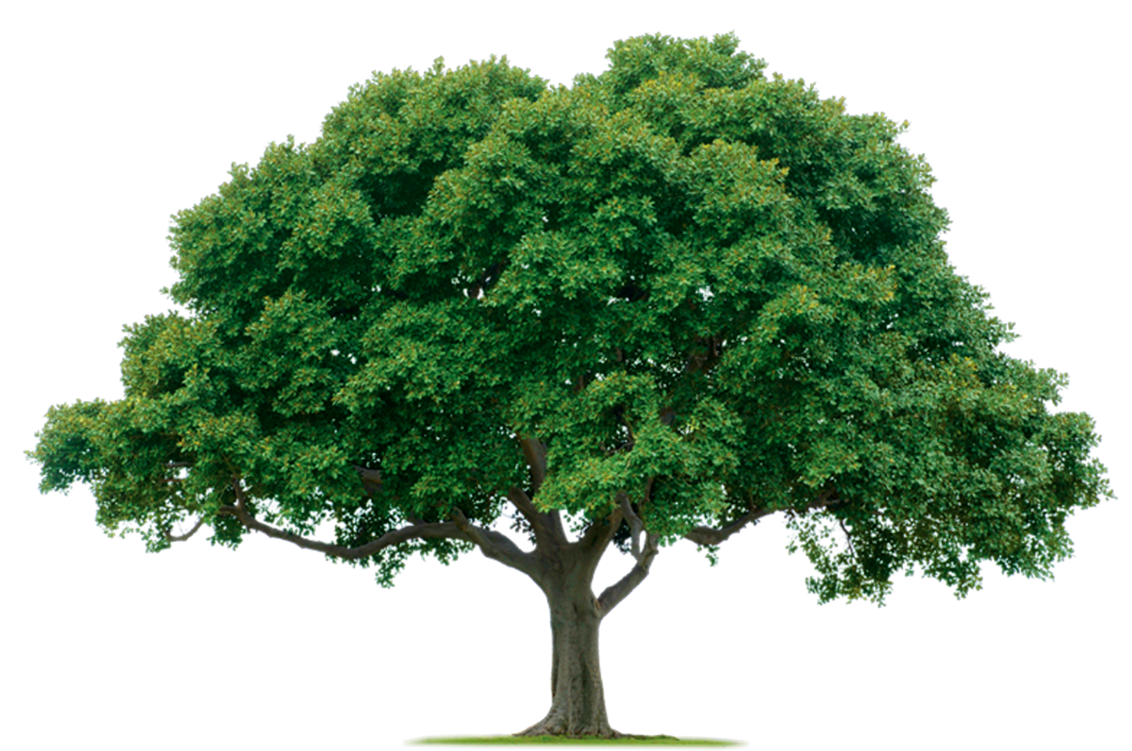 Jungle Tree Transparent PNG Image