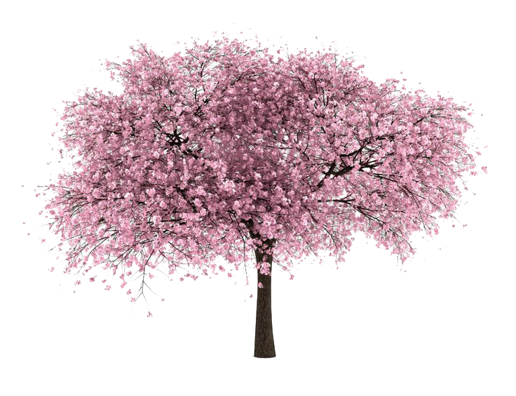 Cherry Tree Transparent PNG Image
