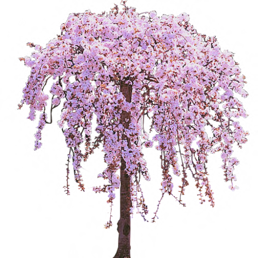 Cherry Tree Transparent PNG Image