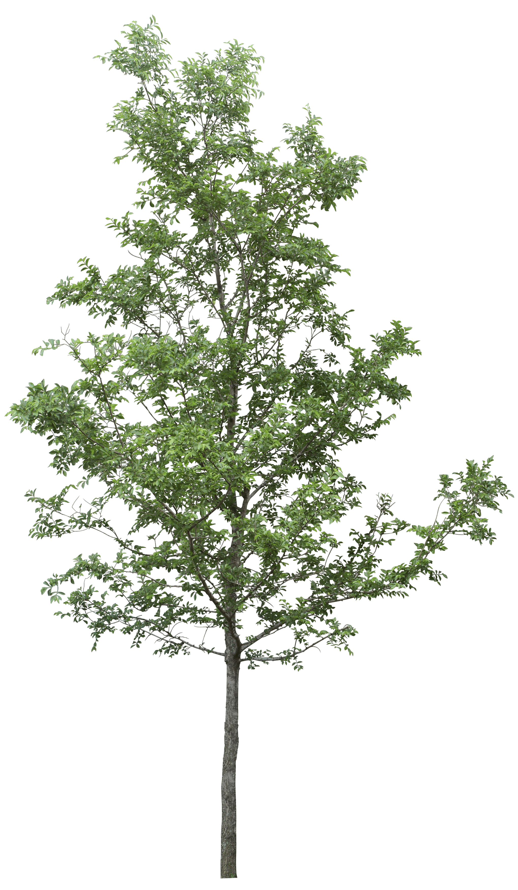 Tree Transparent PNG Image