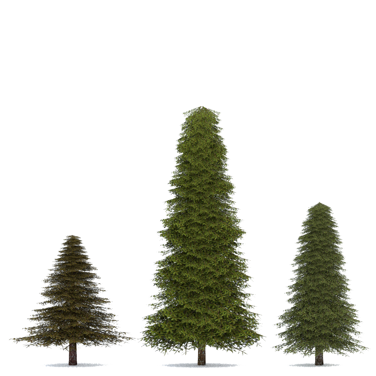 Fir-Tree Transparent PNG Image