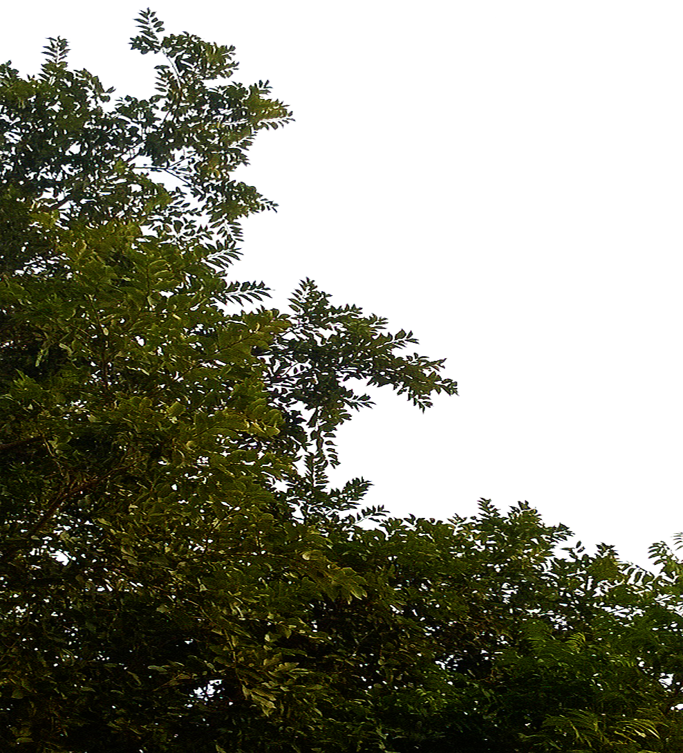 Tree Leaves Transparent PNG Image