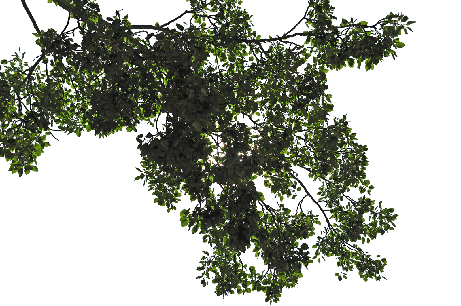 Tree Leaves Transparent PNG Image