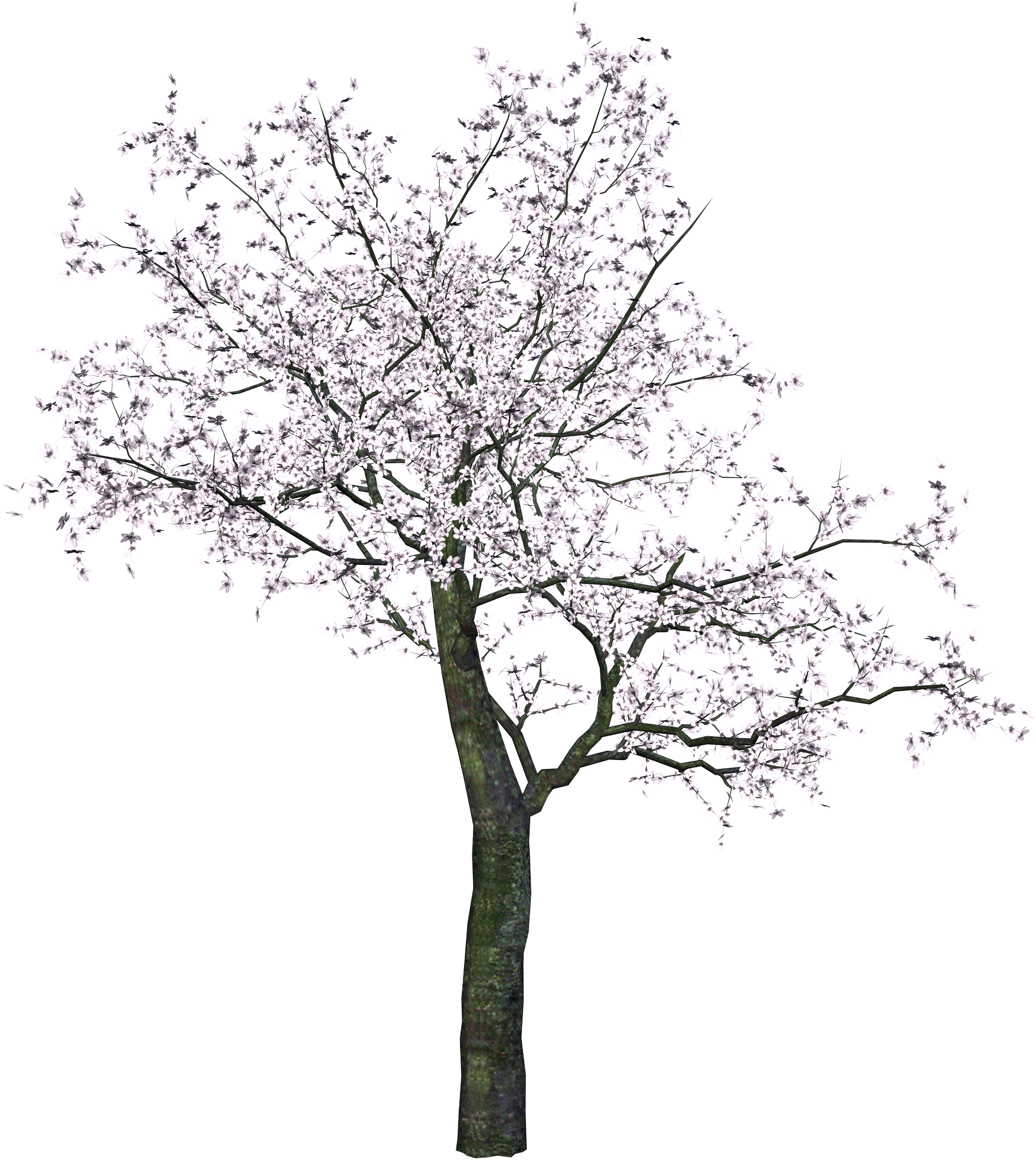 Cherry Tree Transparent PNG Image