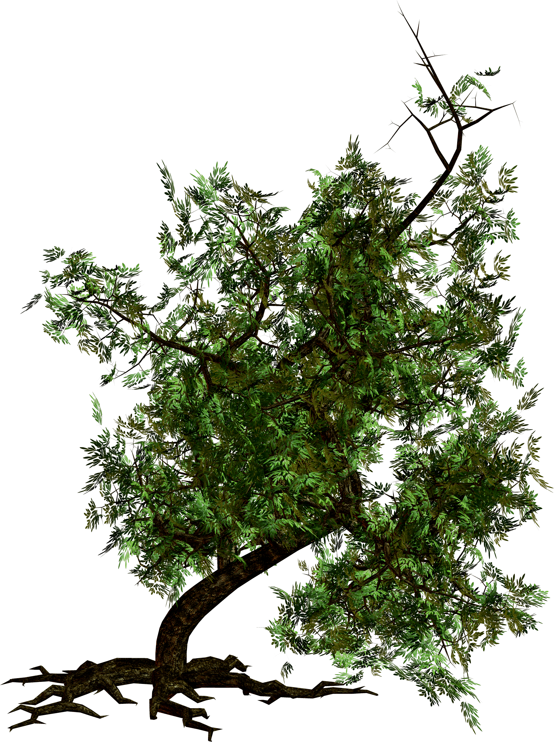 Tree Transparent PNG Image