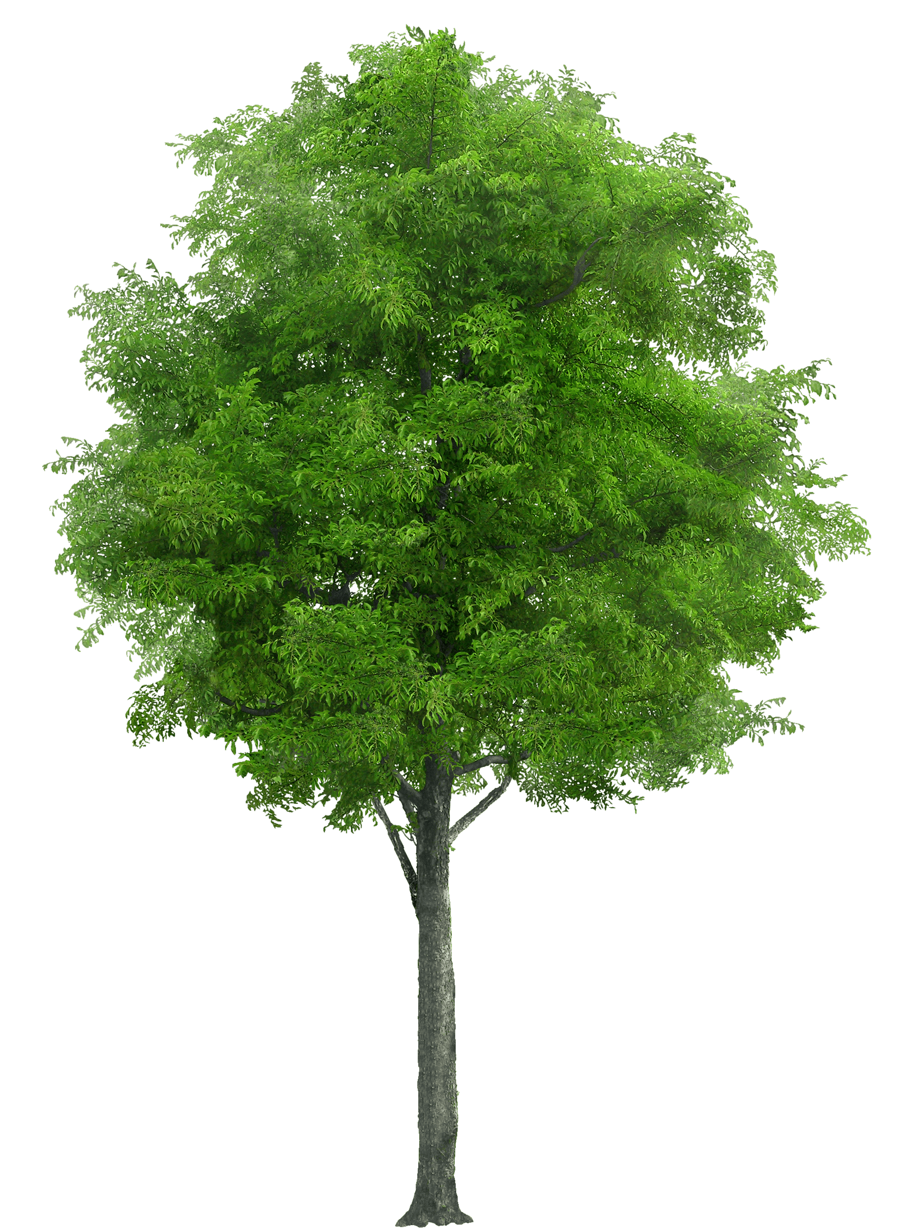 Tree Transparent PNG Image