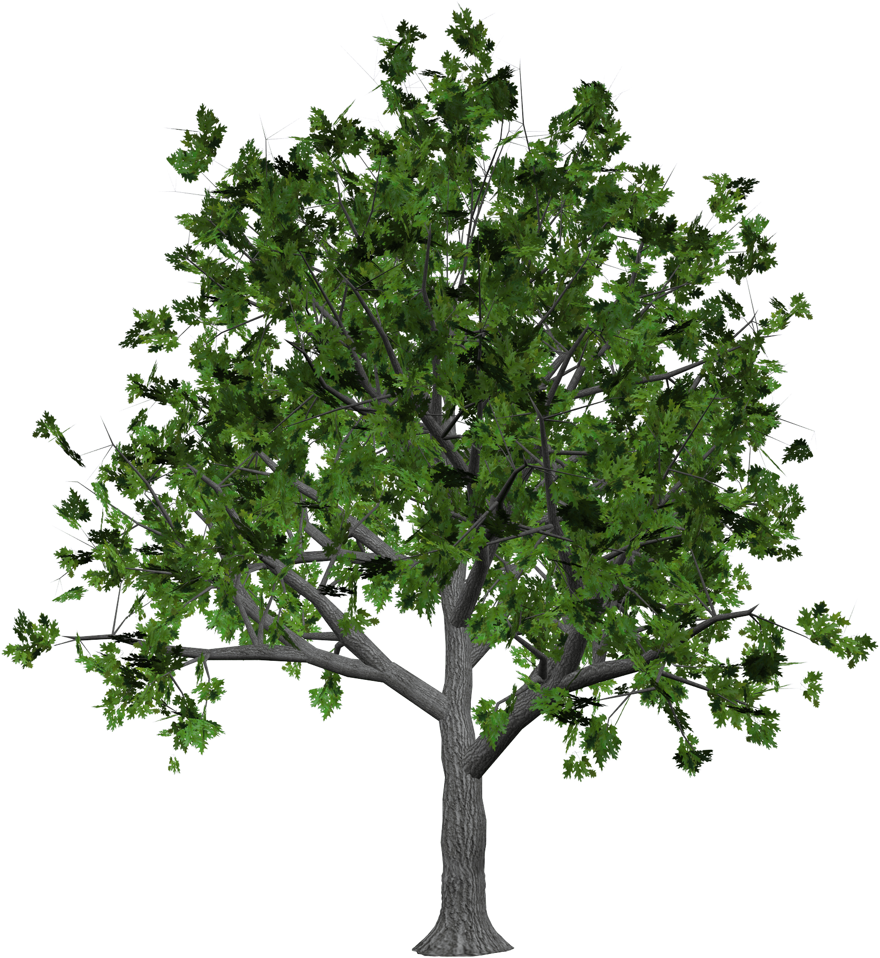 Tree Transparent PNG Image