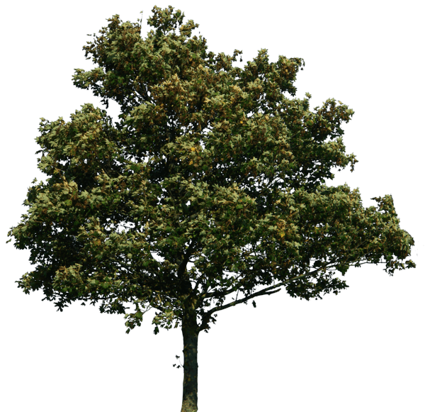 Tree Transparent PNG Image