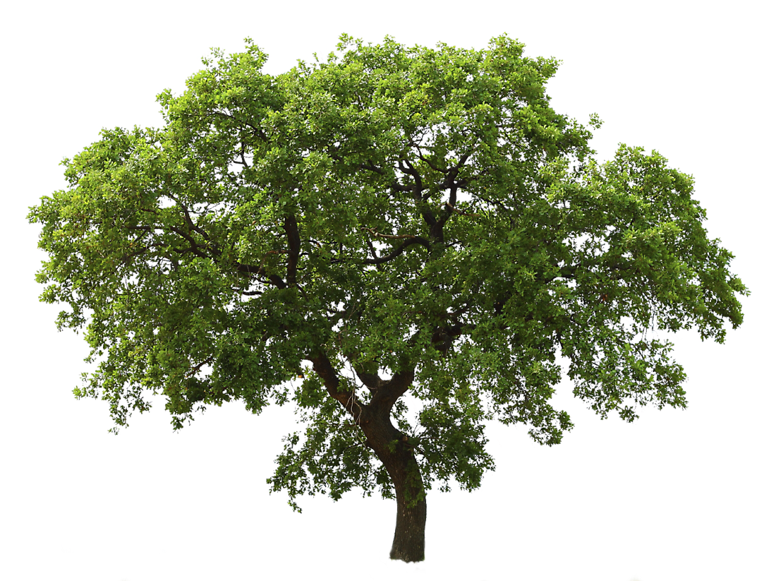 Tree Transparent PNG Image