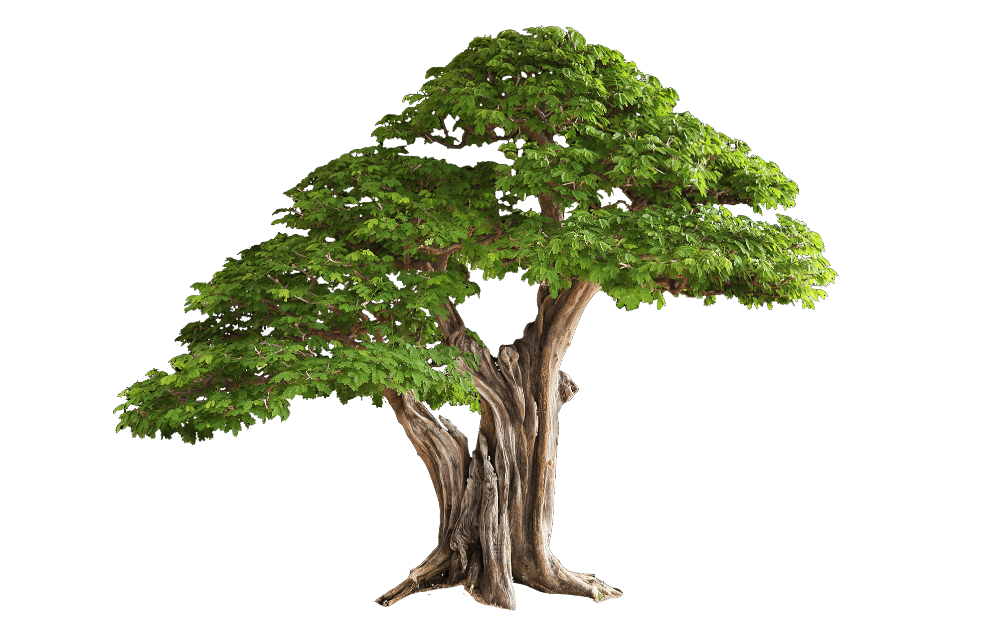 Tree Transparent PNG Image
