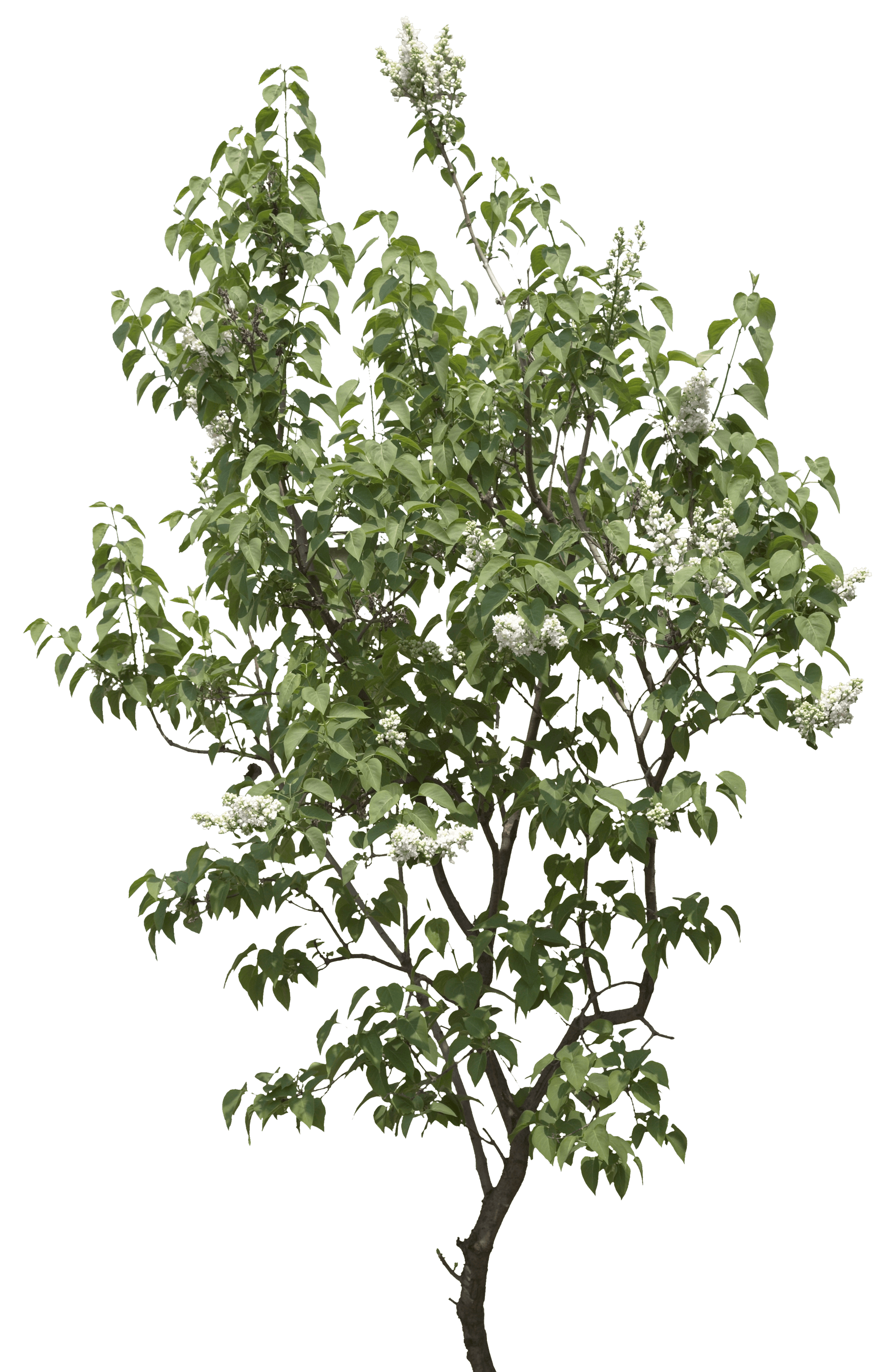 Tree Transparent PNG Image