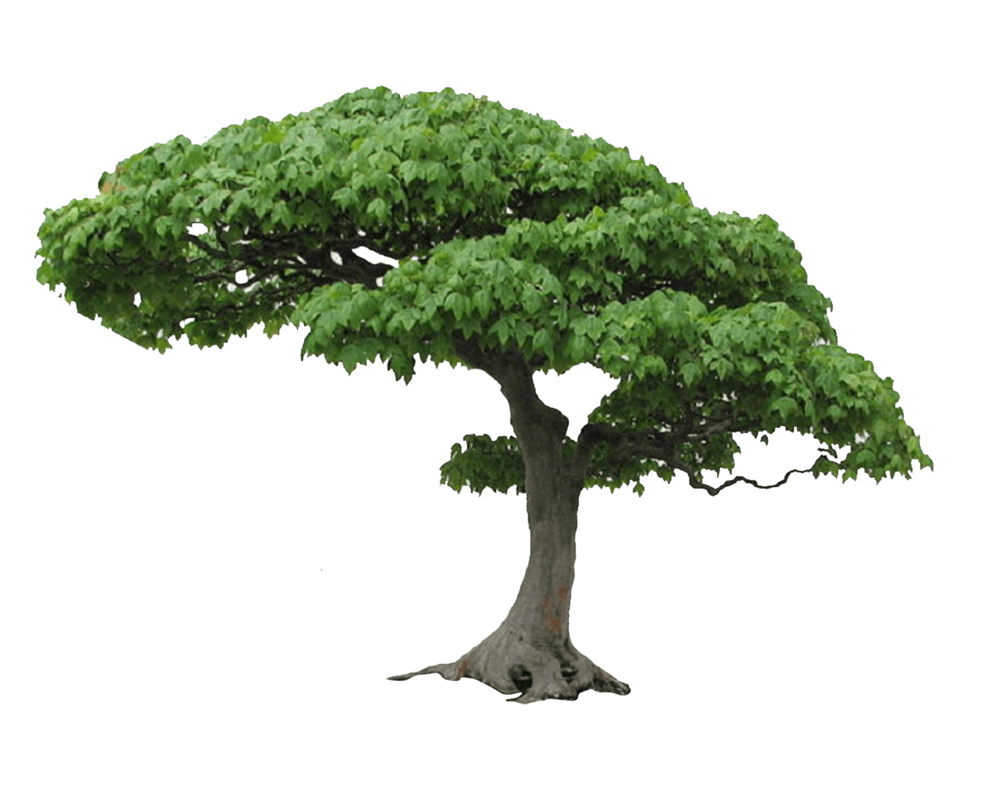 Tree Transparent PNG Image