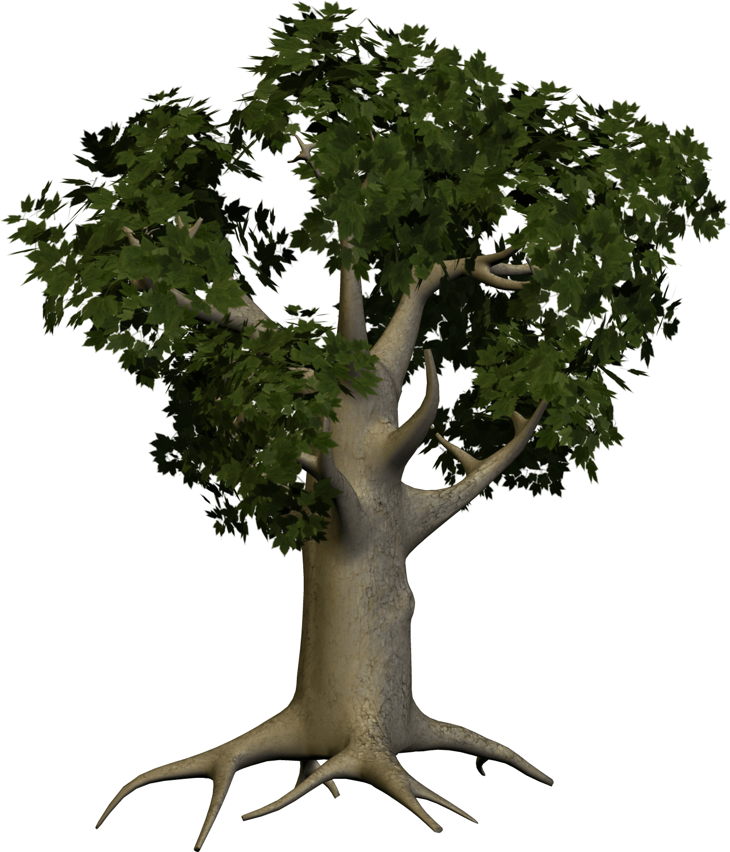 Tree Transparent PNG Image