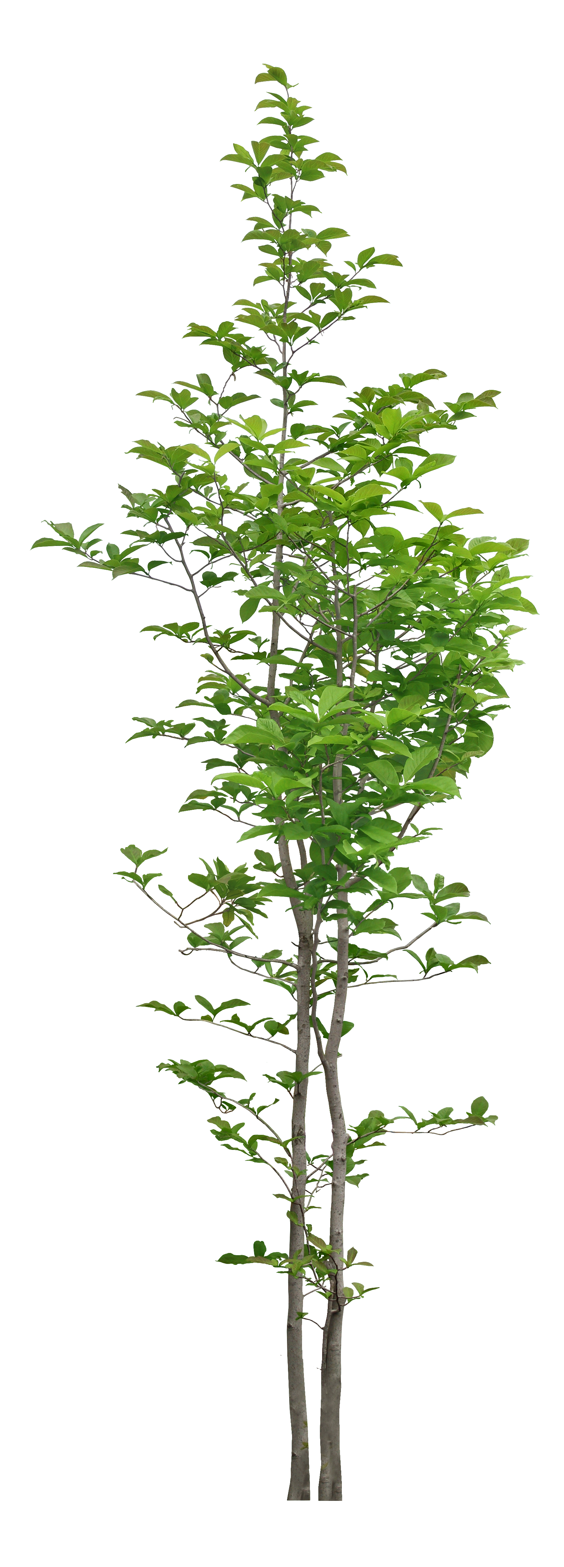 Tree Trees Luxuriant Transparent PNG Image