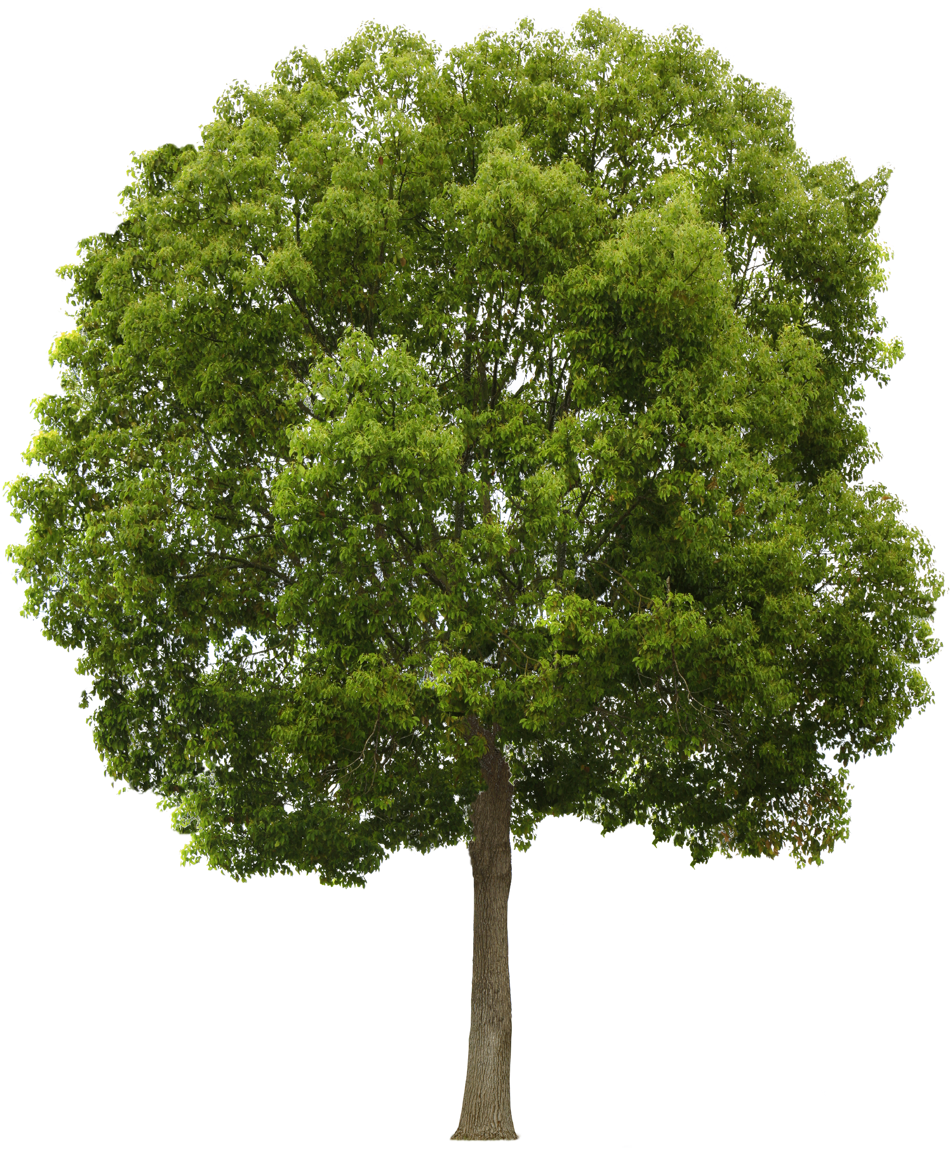 Tree Transparent PNG Image