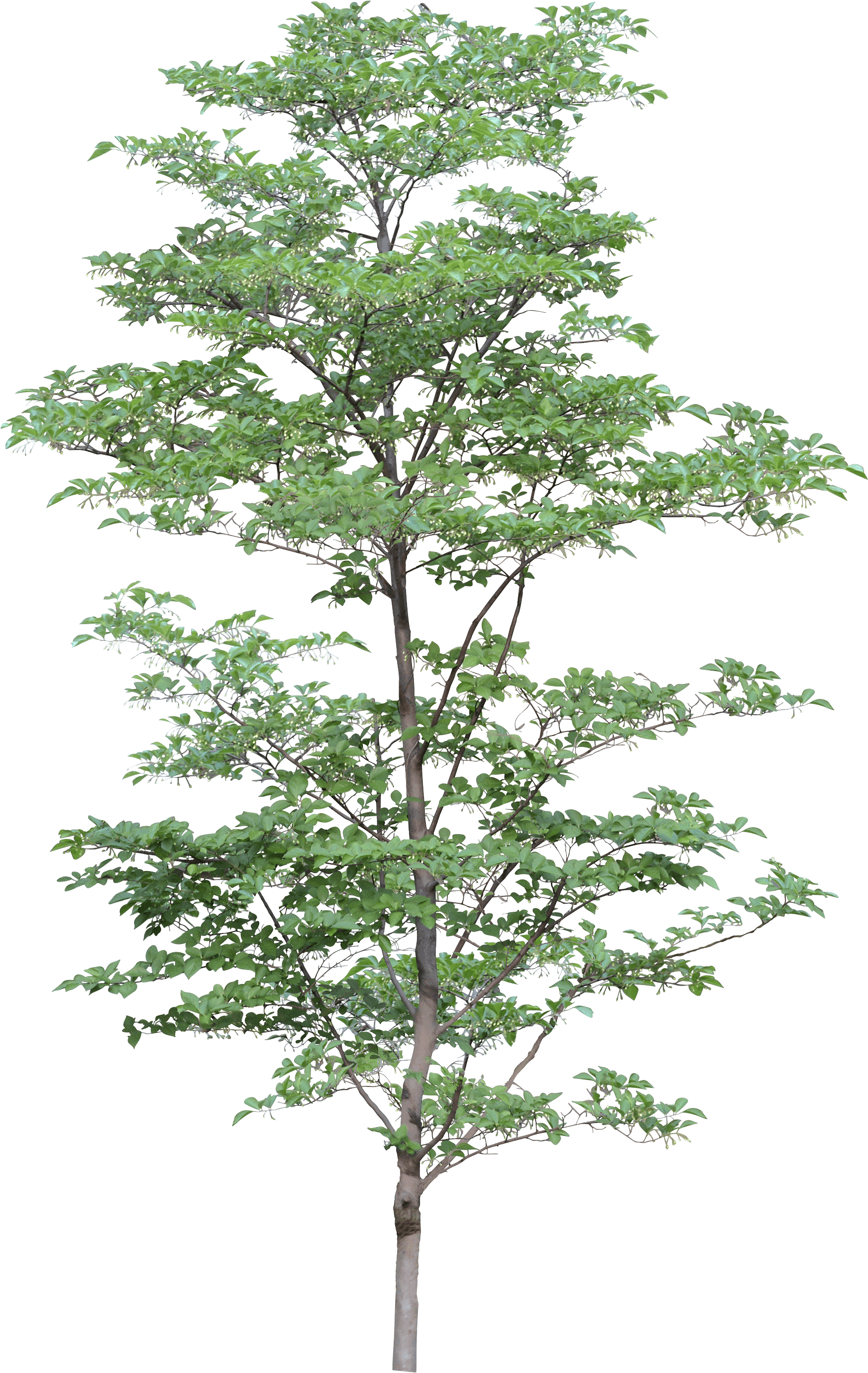 Tree Transparent PNG Image