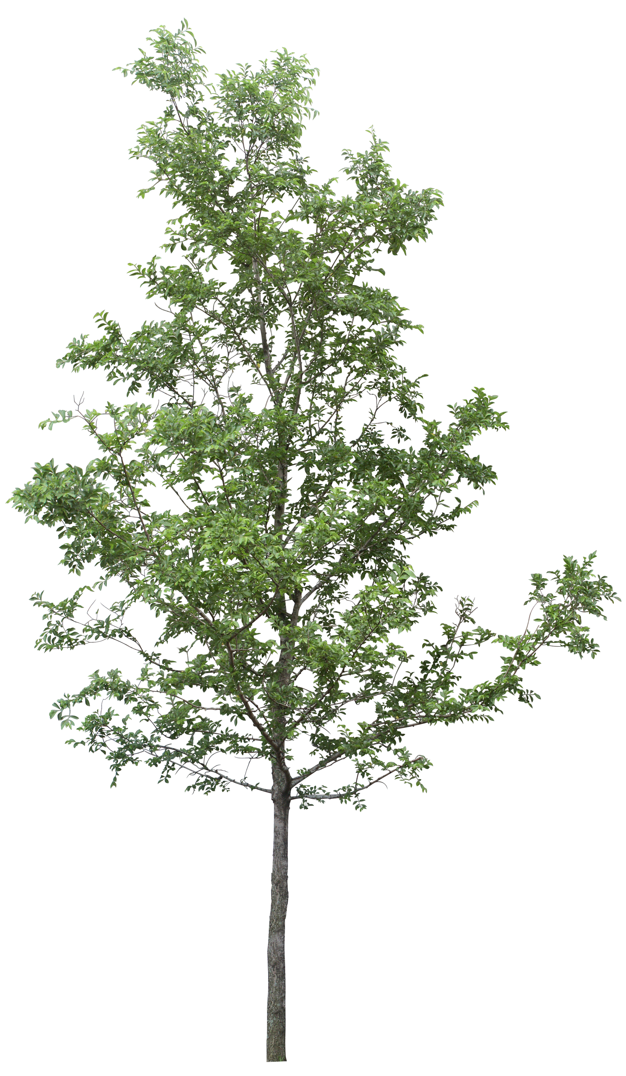 Tree Transparent PNG Image