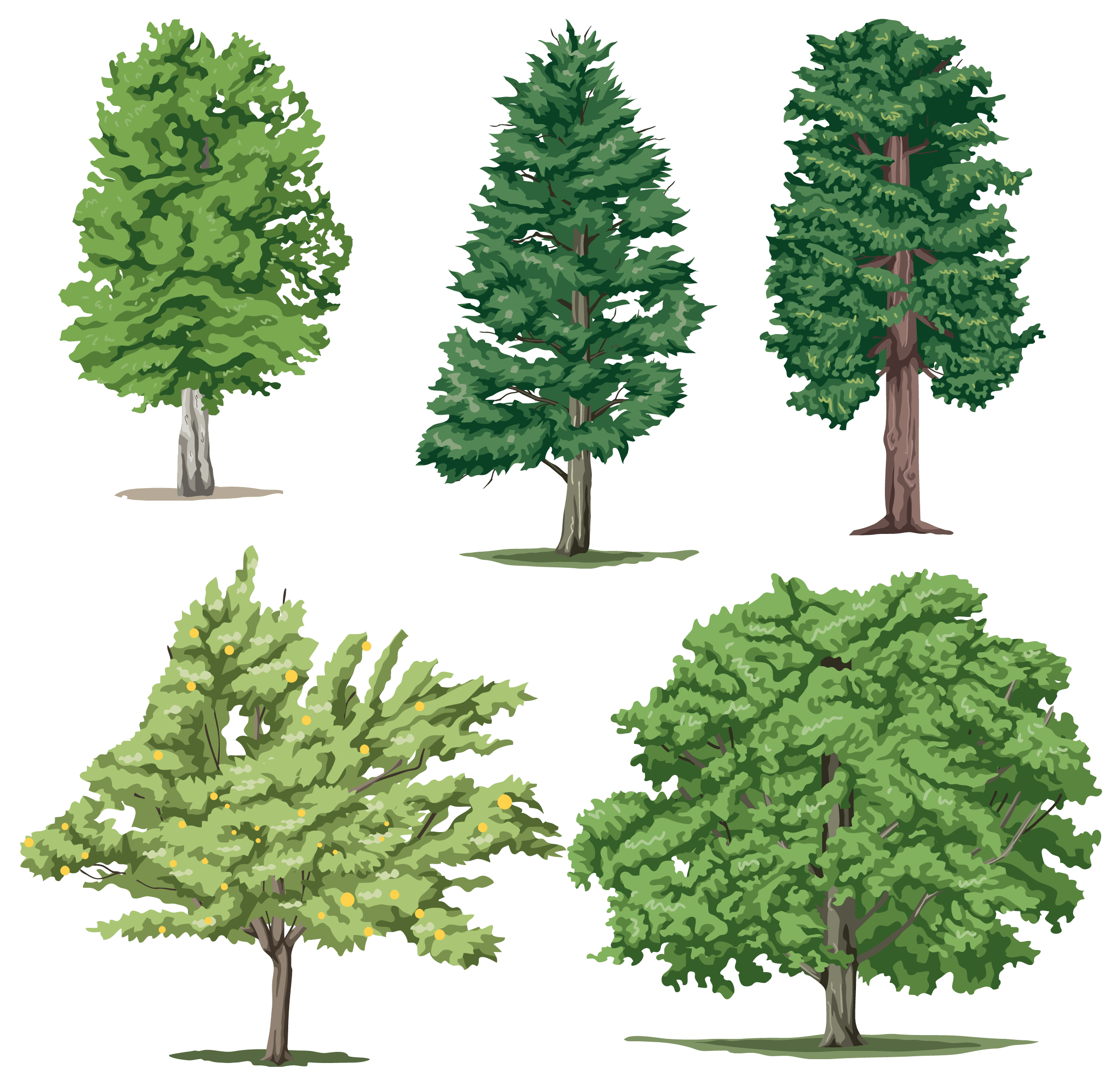 Tree Transparent PNG Image