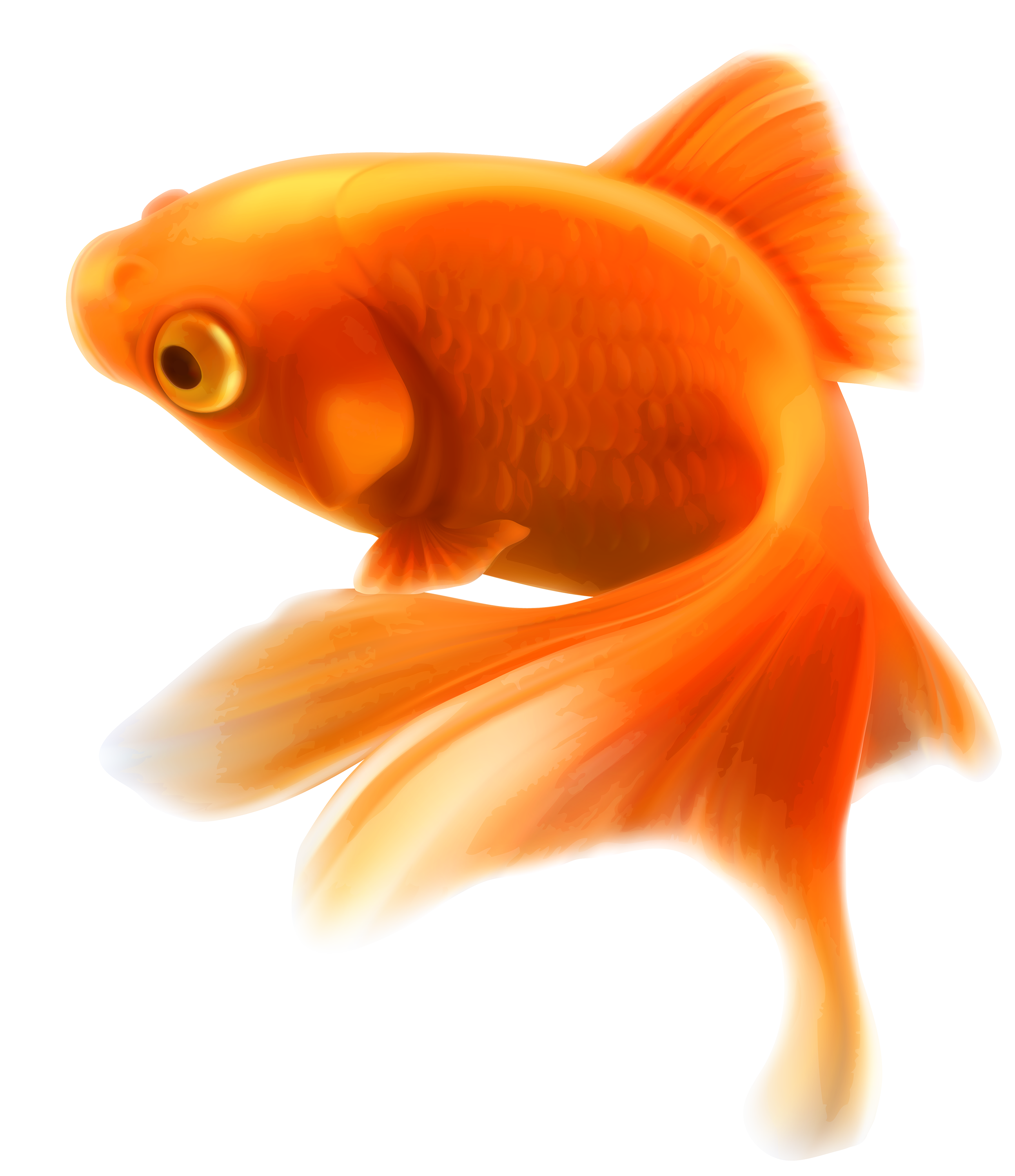 Fish 11 Transparent PNG Image