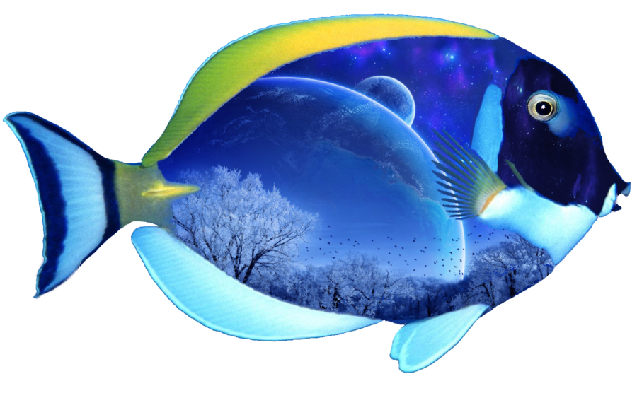 Fish 6 Transparent PNG Image
