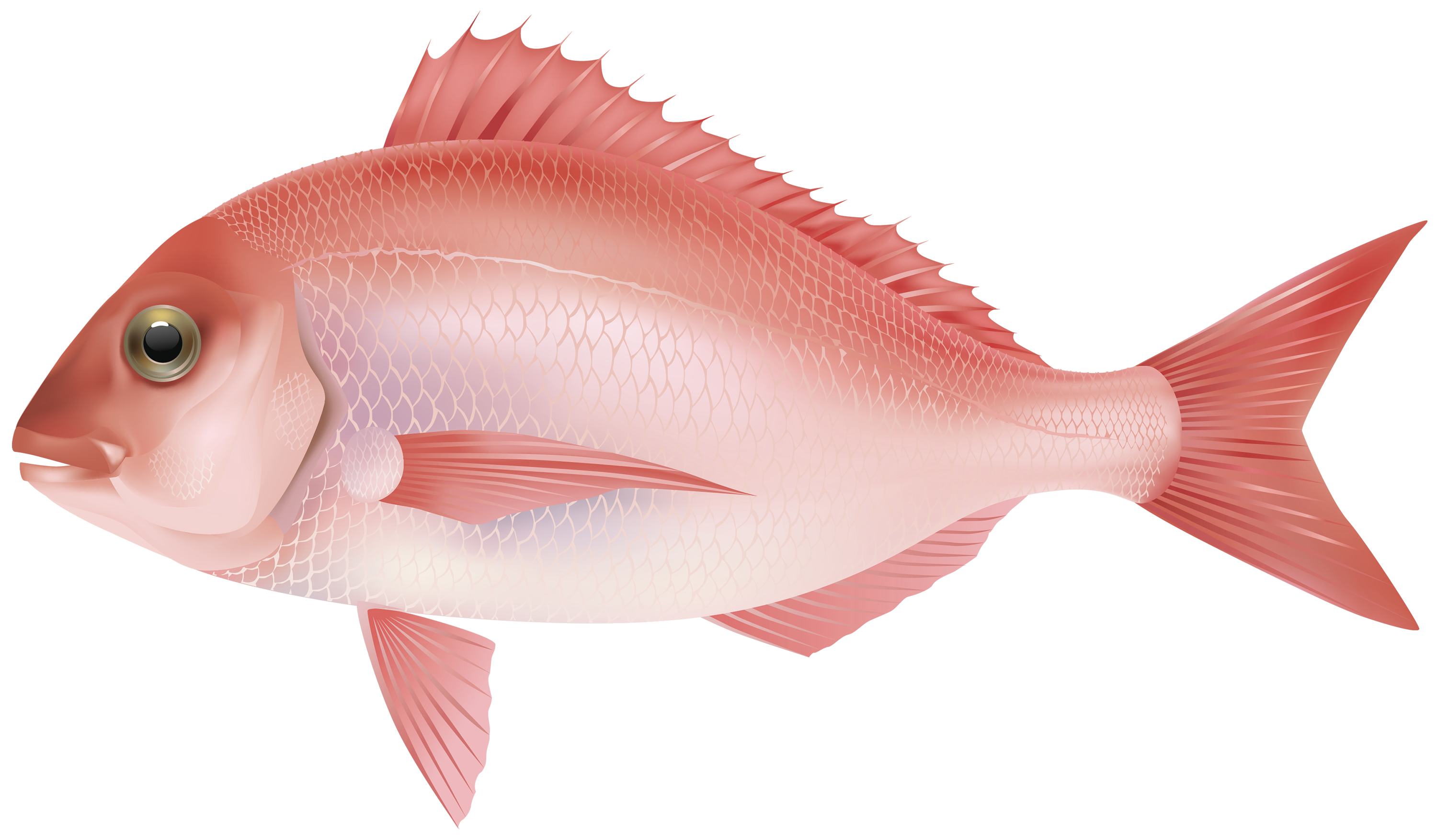 Fish 7 Transparent PNG Image