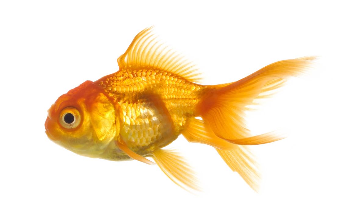 Fish 8 Transparent PNG Image