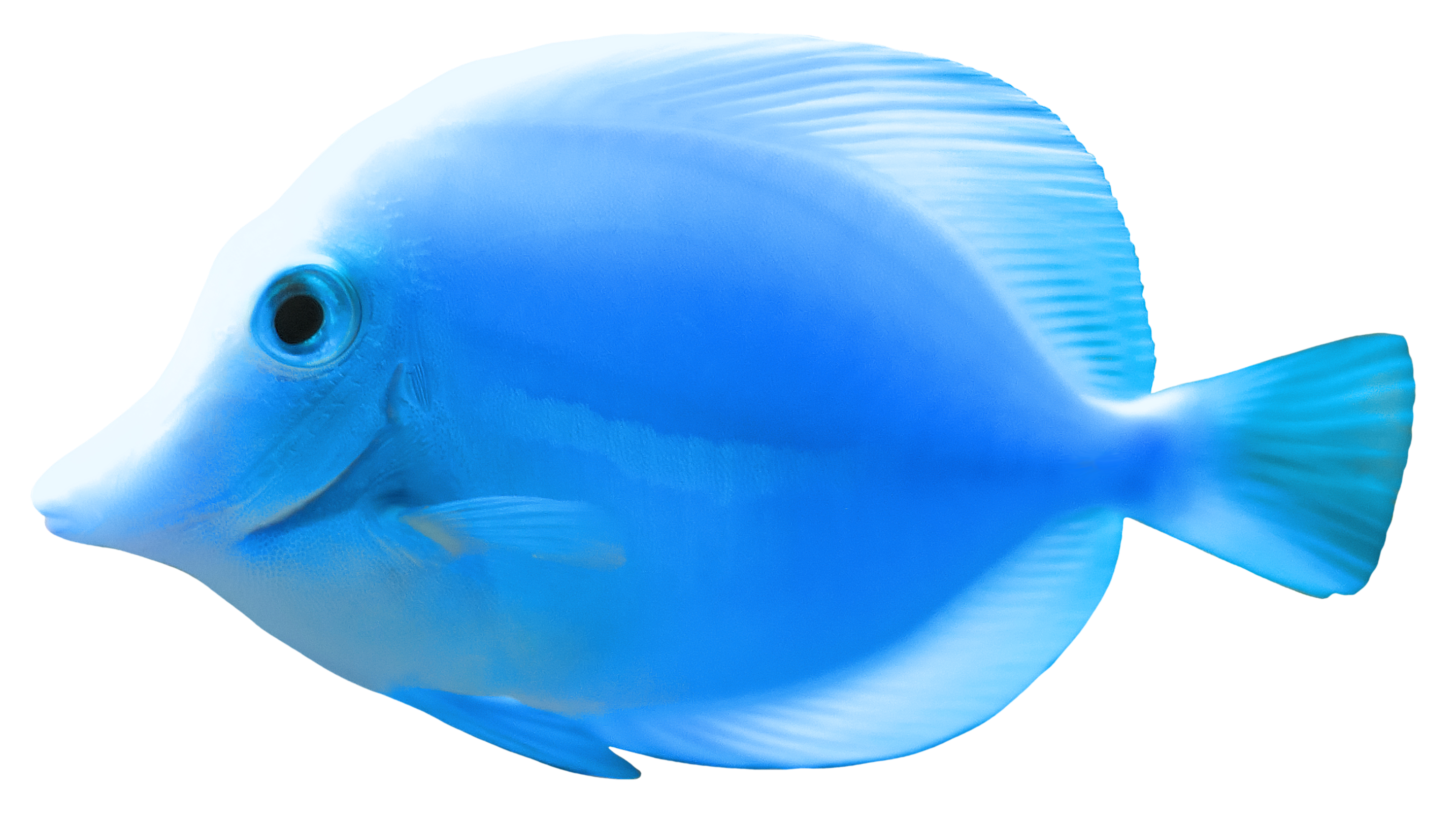 Fish 2 Transparent PNG Image