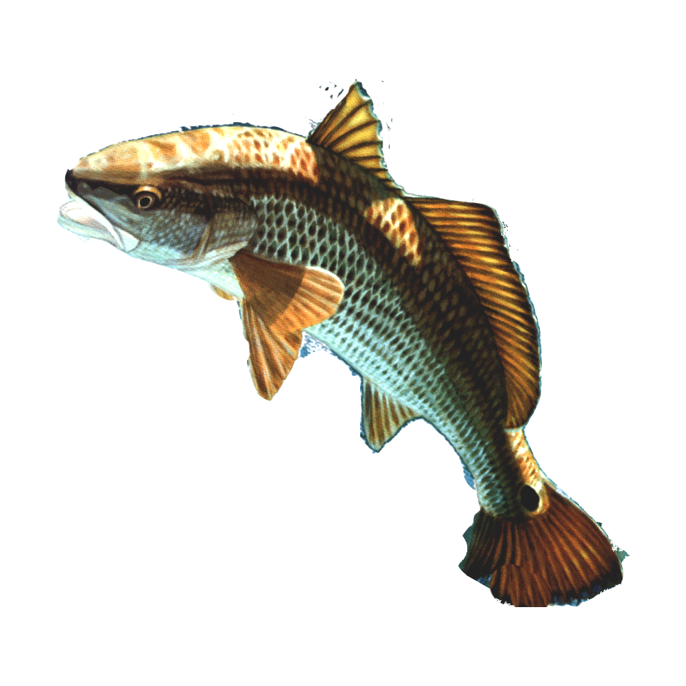 Fish 13 Transparent PNG Image