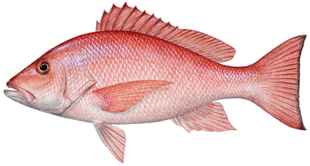 Fish 12 Transparent PNG Image