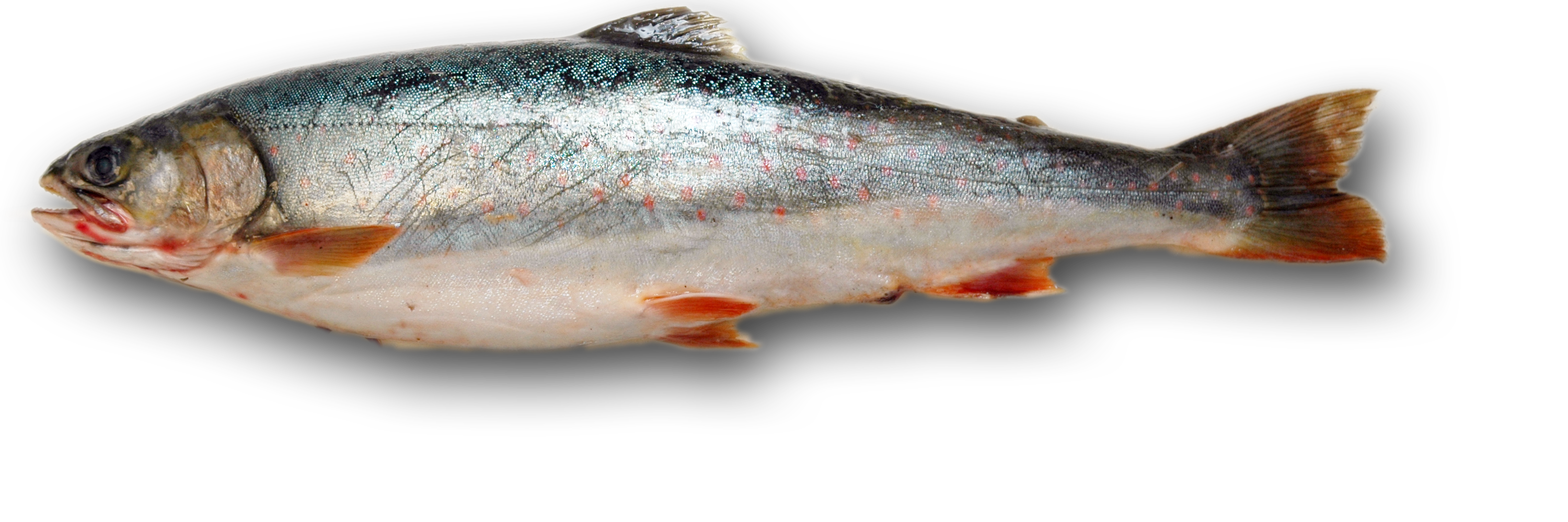 Fish 5 Transparent PNG Image