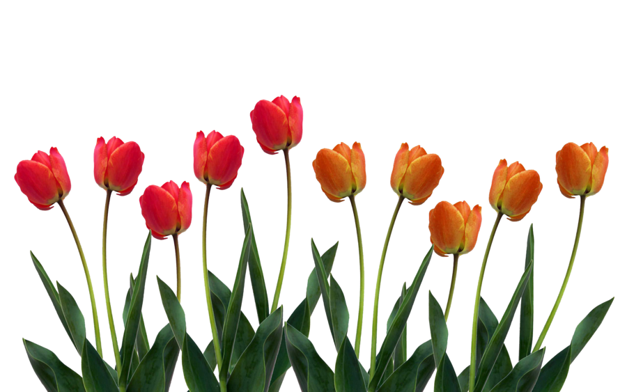 Tulip Transparent PNG Image