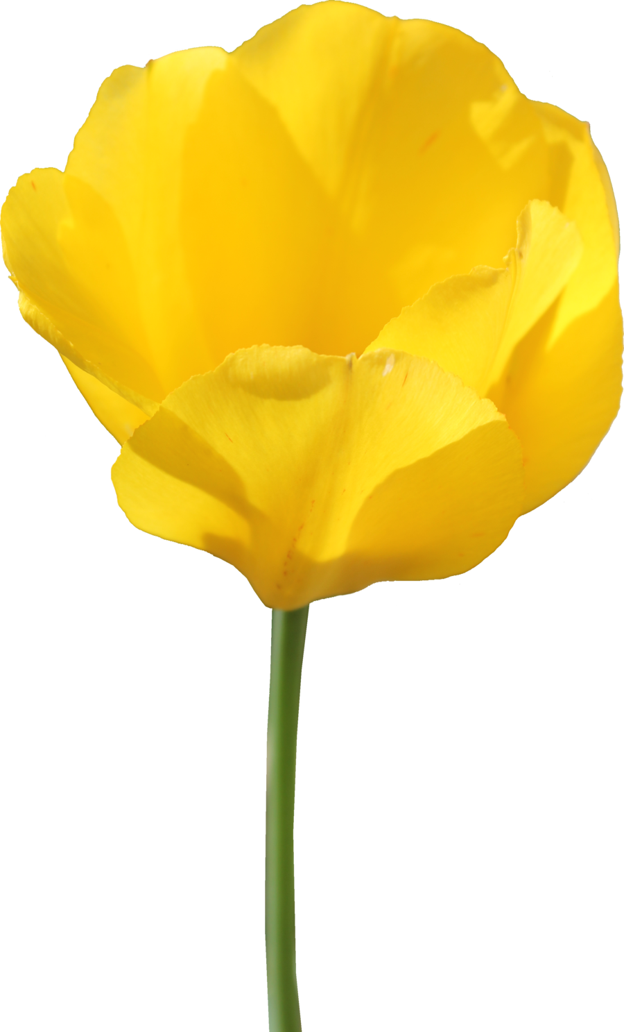 Tulip File Transparent PNG Image