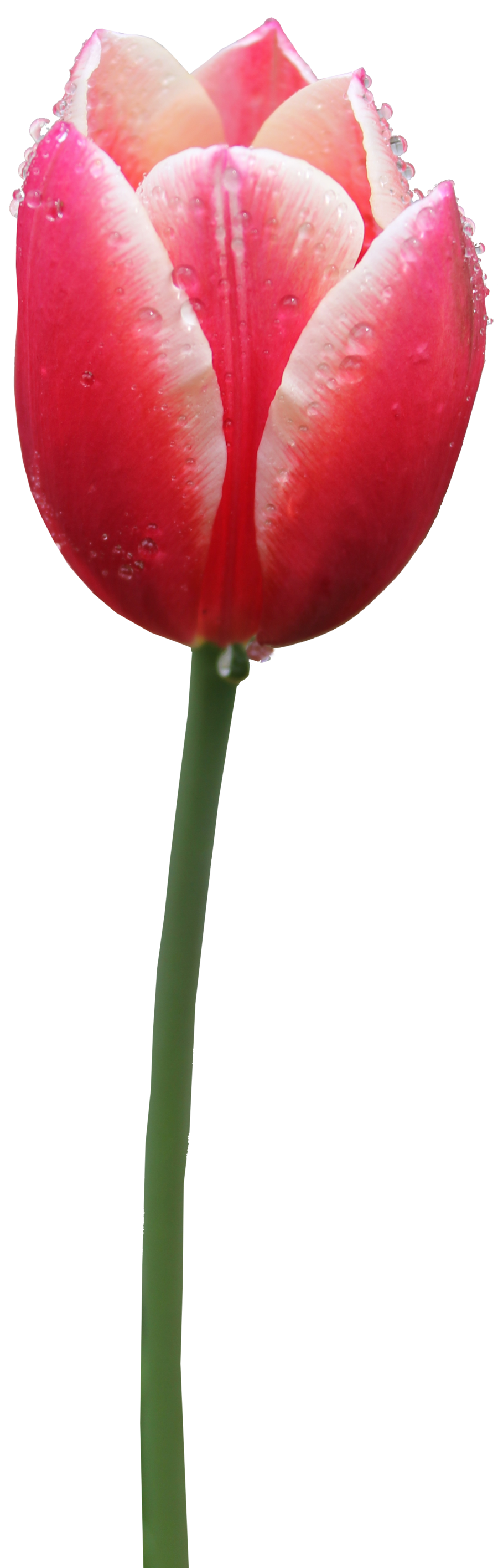 Tulip Transparent PNG Image