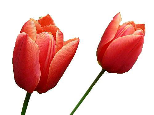 Tulip Transparent PNG Image