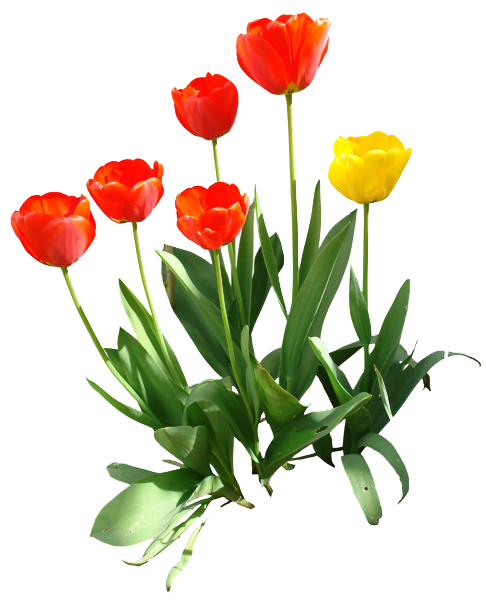 Tulip Transparent PNG Image